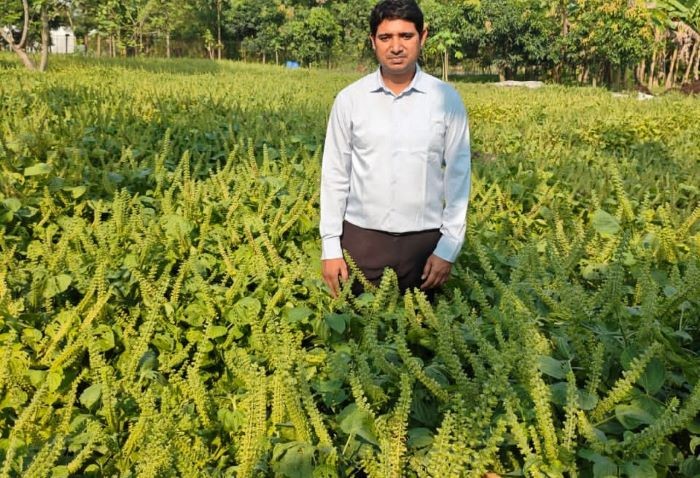 নতুন ভোজ্যতেল জাতীয় ফসল: পেরিলার চাষ শুরু গাজীপুরে 