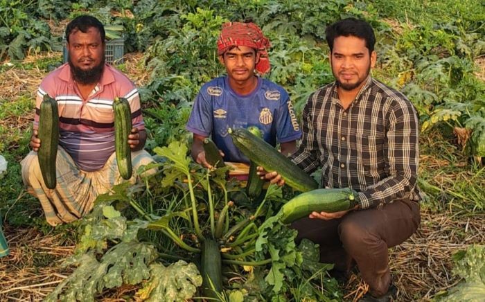 নবীনগরের কৃষিতে স্কোয়াশ নতুন সম্ভাবনা