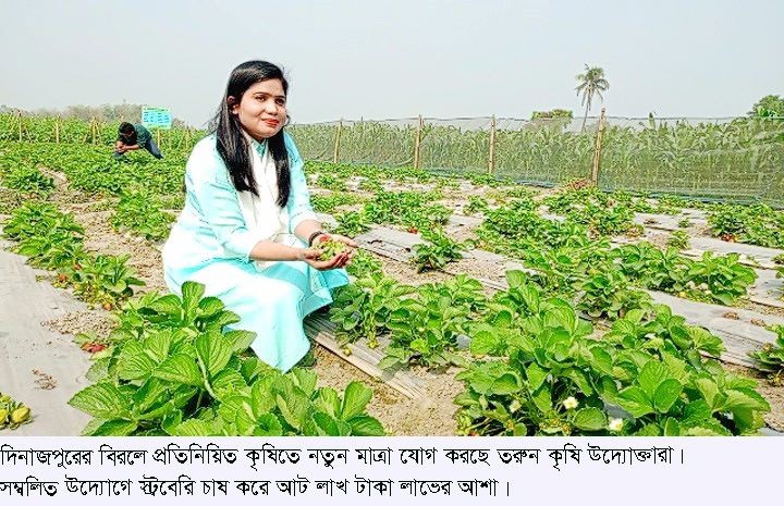 বিরলে প্রতিনিয়িত কৃষিতে নতুন মাত্রা যোগ করছে তরুন কৃষি উদ্যোক্তারা, স্ট্রবেরি চাষ করে লাখ টাকা লাভের আশা