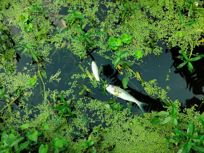 পলাশে পুকুরে বিষ দিয়ে মাছ নিধন, এ কেমন শত্রুতা