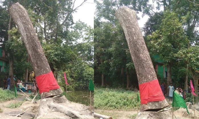 ঝড়ে মাটিতে পড়ে যাওয়া গাছ ফের দাঁড়িয়ে গেল, এলাকায় চাঞ্চল্য